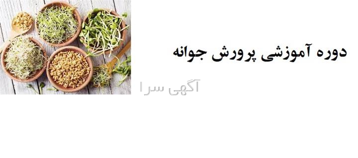 خرید بذر آفتابگردان