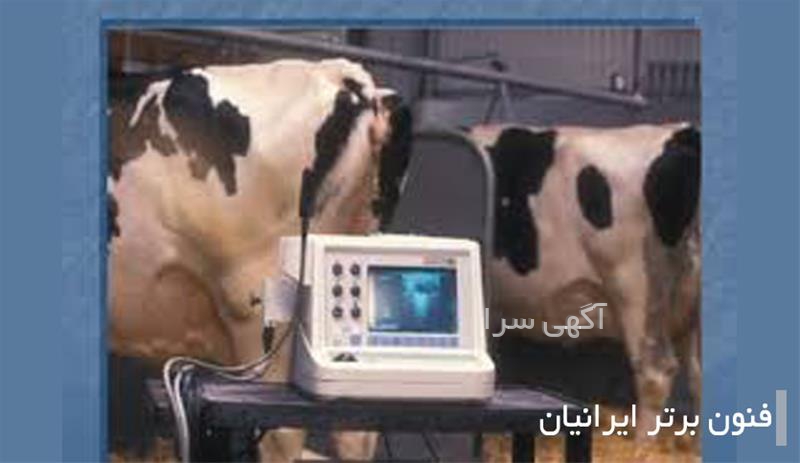 فروشگاه معین دام یزد