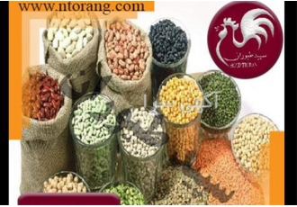 فروش دان مرغ تخم گذار دان جوجه مرغ بومی طیور در تهران فروش دان مرغ