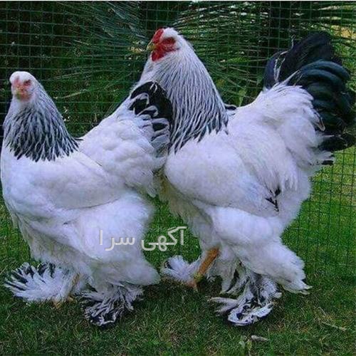 آگهی های کشاورزی و دامداری - کرمانشاه