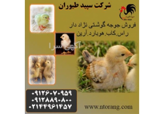 قیمت دان جوجه یک روزه قیمت جوجه یک روزه در تهران قیمت دان جوجه یک