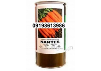 بذر هویج نانتس پرفروش اصل بسته بندی ۵۰۰ گرمی در اهواز قیمت و فروش بذر