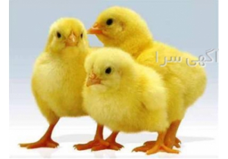 فروش جوجه یکروزه کاپ در ارومیه فروش جوجه یکروزه کاپ عرضه مستقیم جوجه