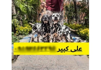 فروش سگ دالمیشن با کیفیت تضمین شده