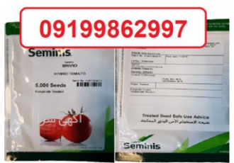 فروش سراسری بذر گوجه فرنگی بریویو نسبتا زودرس