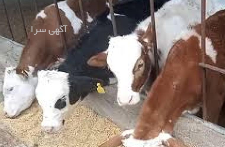 آگهی های دامداری - کرمانشاه