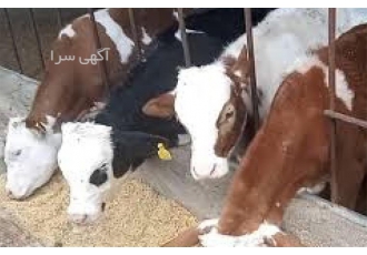 فروش گوساله‌های سمینتال و هلشتاین با ضمانت کیفیت در سراسر کشور در کرمانشاه