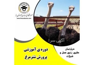 دوره آموزشی پرورش شترمرغ تا پرواری