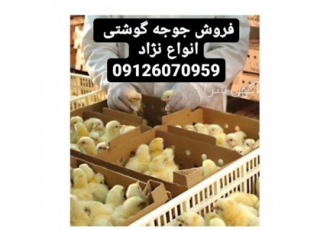 فروش جوجه یک روزه گوشتی نژاد های مختلف طیور در تهران فروش جوجه یک