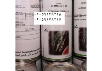 بذر هندوانه بی ۳۲ خطی زیر قیمت در بندرعباس مرکز معتبر عرضه کننده بذر