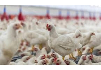 آموزش تخصصی گام به گام پرورش مرغ گوشتی