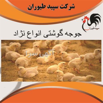 طیور ماشین ابزار