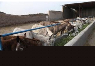 آموزش پرورش الاغ شیری به صورت حضوری و آنلاین