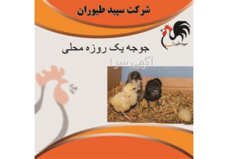 جوجه یک روزه مرغ محلی گلپایگان - طیور