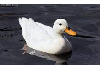 دوره آموزش پرورش اردک تخصصی