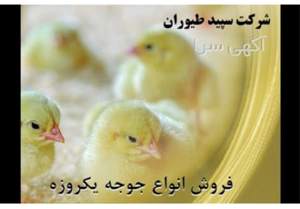 فروش جوجه گوشتی سپاهان طیور طیور در تهران فروش جوجه گوشتی سپاهان طیور