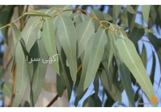 تولید کننده عرق اکالیپتوس عمده عرق اکالیپتوس در نجف آباد شرکت اکسیر