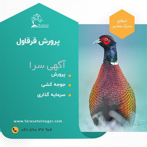 تولیدی قفس پرنده در مشهد