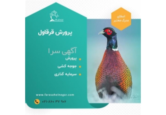دوره آموزشی پرورش قرقاول گوشتی و زینتی