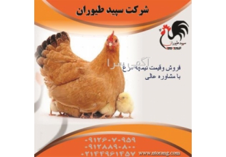 فروش نیمچه چهار و نیم ماهه با امکان ارسال طیور در تهران فروش نیمچه