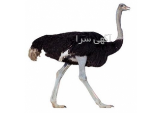قیمت فروش دان و کنسانتره تخصصی شترمرغ گوشتی در تهران شرکت ابتکار شیمی