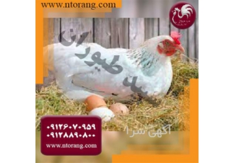 مرغ تخم گذار فروش مرغ تخم گذار در تهران مرغ تخم گذار فروش مرغ تخم