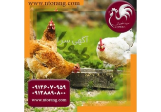فروش مرغ گوشتی فروش ویژه مرغ سه ماهه بومی در تهران فروش مرغ گوشتی