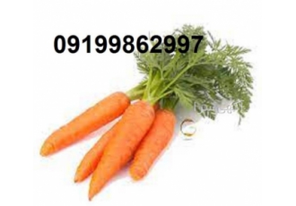 فروش بذر هویج پرستیو با کیفیت با عملکرد خوب