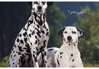 فروش سگ دالمیشن نگهبان ، دالمیشن وارداتی