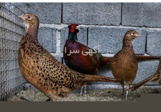 صفر تا صد دوره آموزش پرورش قرقاول جامع و کامل
