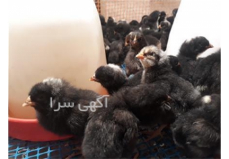فروش مرغ بلک استار طیور در تهران فروش مرغ بلک استار با تعداد تخم 300