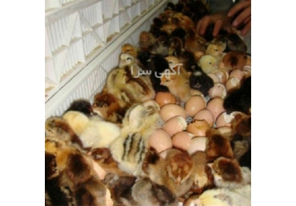 قیمت جوجه یک روزه گوشتی نژاد کاب در اصفهان فروش جوجه گوشتی نژاد کاپ