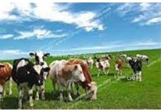 دوره تخصصی جیره نویسی برای دام های سنگین با مدرک معتبر در تهران آیا