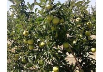 آموزش احداث باغ در تهران آموزش ترمیم و احداث باغ میوه آموزش اصولی صفر