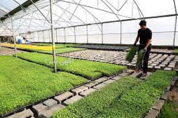 گلخانه شیشه ای در پذیرایی