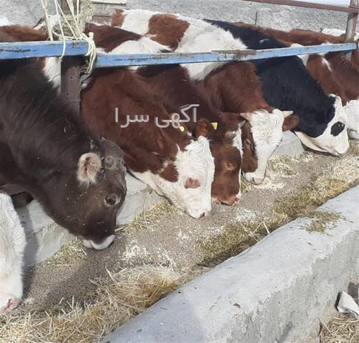 آگهی های دامداری - یاسوج