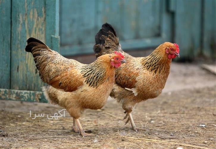 آگهی های خدمات طیور - یزد