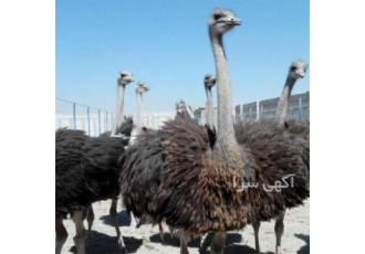 فروش ۱۰ خانواده شترمرغ مولد در اصفهان فروش 10 خانواده شترمرغ مولد 30