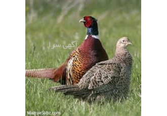 دوره آموزشی پرورش قرقاول - صفر تا صد