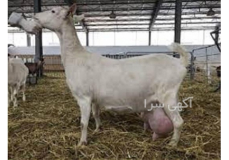 دوره آموزش پرورش بز شیری به صورت حضوری
