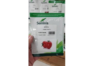 بذر گوجه فرنگی بدرو رقم هیبرید در پارس آباد بذر گوجه فرنگی بدرو