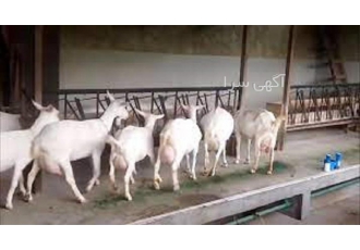 دوره آموزش پرورش بز شیری آنلاین در تهران دوره آموزش پرورش بز شیری
