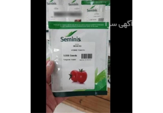 فروش انواع بذر صیفی جات ( بذر گوجه فرنگی بدرو )
