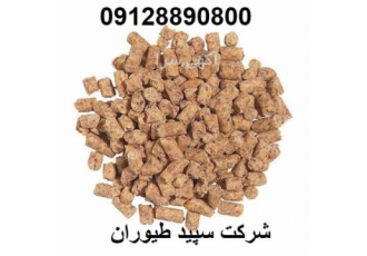 فروش عمده دان مرغ تخم گذار و جوجه یک روزه / طیور