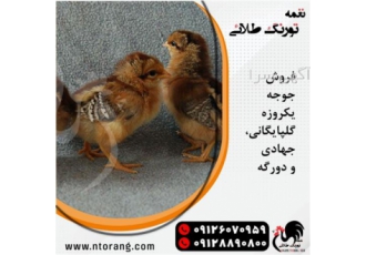 قیمت جوجه یک روزه گوشتی و محلی در تهران قیمت جوجه یک روزه گوشتی و محلی