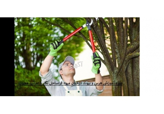 دوره آموزشی هرس و پیوند درختان در تهران دوره آموزشی هرس و پیوند درختان