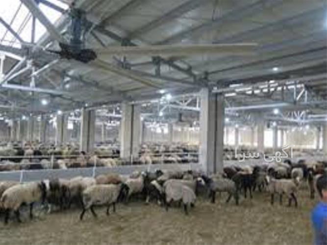 کرم رفع تیرگی ناحیه تناسلی مردان