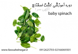 دوره آموزشی کشت اسفناج در تهران طول دوره رشد این سبزی بسیار کم میباشد