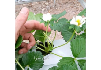 دوره آموزشی کشت توت فرنگی فضای باز گلخانه طبقاتی در تهران دوره آموزشی