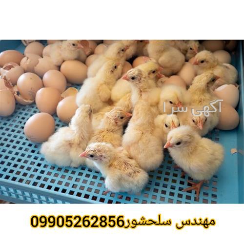 آگهی های کشاورزی و دامداری - یاسوج